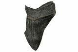 Partial Fossil Megalodon Tooth - Serrated Blade #356868-1